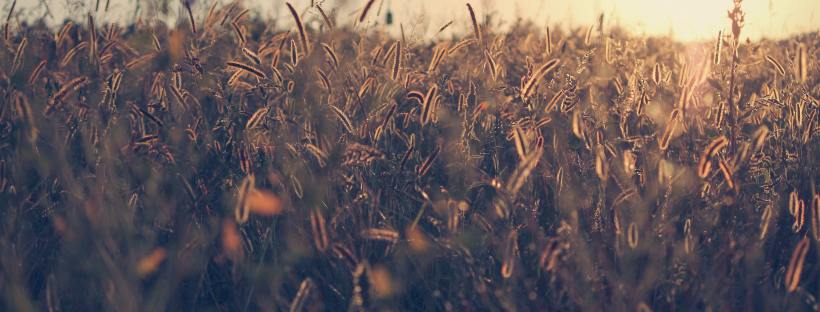 Field of Gold by Erik-Jan Leusink on Unsplash: You've Reached Sam by Dustin Thao (The Modest Reader)