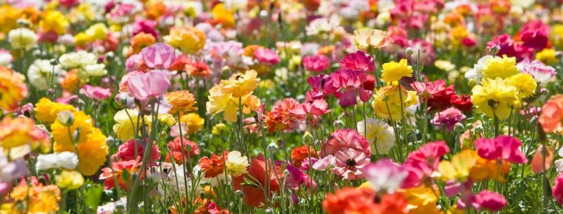 A field of yellow, pink, red and orange flowers